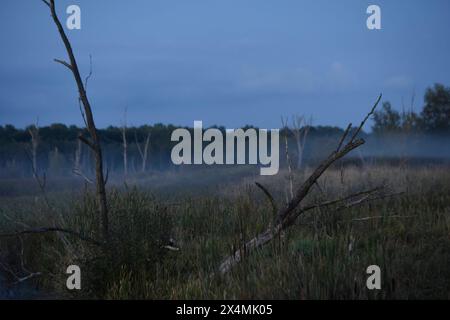 Zu Nacht hin steigt aus einem Seitenarm der Trebel, die im Trebeltal durch eine teilurwüchsige Landschaft fließt, der Nebel hoch. *** Di notte, la nebbia sorge da un braccio laterale del Trebel, che scorre attraverso un paesaggio semi-rurale nella valle del Trebel Foto Stock