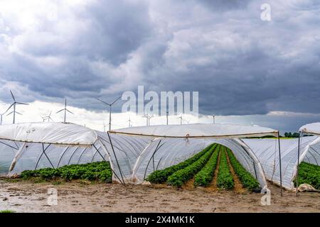 Landwirtschaft, große Flächen mit Folientunnel, für den Anbau von Erdbeeren, Windpark, südlich von Lövenich, gehört zu Erkelenz, im Kreis Heinsberg, NRW, Deutschland Erdbeeranbau *** Agricoltura, vaste superfici con tunnel di alluminio, per la coltivazione di fragole, parco eolico, a sud di Lövenich, appartiene a Erkelenz, nel distretto di Heinsberg, NRW, Germania coltivazione di fragole Foto Stock