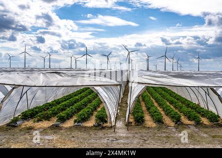 Landwirtschaft, große Flächen mit Folientunnel, für den Anbau von Erdbeeren, Windpark, südlich von Lövenich, gehört zu Erkelenz, im Kreis Heinsberg, NRW, Deutschland Erdbeeranbau *** Agricoltura, vaste superfici con tunnel di alluminio, per la coltivazione di fragole, parco eolico, a sud di Lövenich, appartiene a Erkelenz, nel distretto di Heinsberg, NRW, Germania coltivazione di fragole Foto Stock