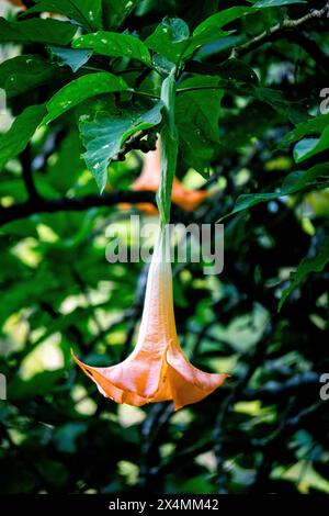 Brugmansia arborea (Brugmansia suaveolens) in natura. La Brugmansia arborea è un arbusto sempreverde o piccolo albero che raggiunge i 7 metri di altezza. Foto Stock