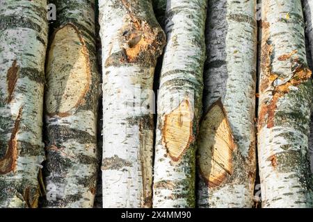 Betulla comune (Betula pendula) Foto Stock