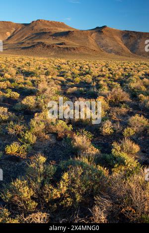 Deserto, Sheldon National Wildlife Refuge, Nevada Foto Stock