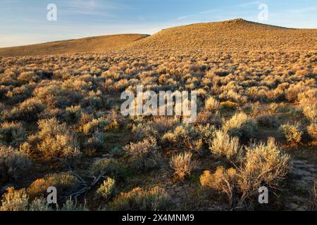 Deserto, Sheldon National Wildlife Refuge, Nevada Foto Stock