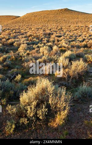 Deserto, Sheldon National Wildlife Refuge, Nevada Foto Stock