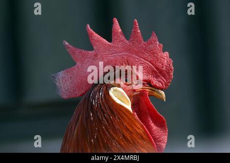 Ritratto di un gallo serio con un pettine rosso ardente e piume di bronzo lucido che vivono in una fattoria a Pokupsko, Croazia Foto Stock