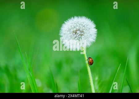 Una bella coccinella si trova sulla scogliera del dente di leone, circondata da una lussureggiante erba verde in un paesaggio erboso naturale. Soffice fiore di dente di leone con gambo e coccinello rosso. Foto Stock