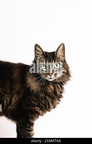 Foto verticale un accattivante primo piano di un gatto da tabby soffice, che mostra i suoi occhi verdi profondi e la ricca texture della pelliccia su uno sfondo bianco pulito. ANI Foto Stock