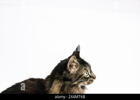 Foto orizzontale un profilo laterale di un gatto tabby che guarda in lontananza, con i suoi occhi verdi acuti evidenziati contro un'immacolata b bianca Foto Stock