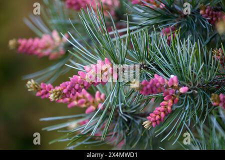 Coni di pino bianco giapponese coni maschi Pinus parviflora "Glauca" Foto Stock