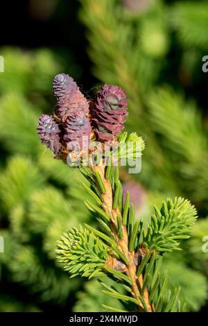 Picea abbraccia i coni femminili "Pusch" Foto Stock