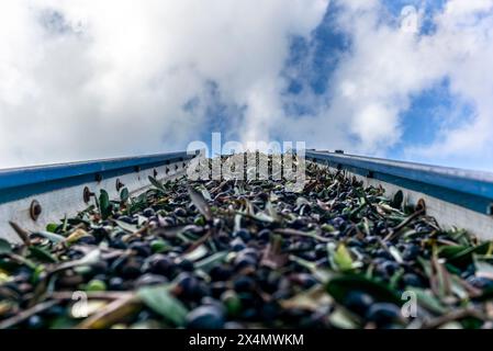 Olive sul nastro trasportatore fino al frantoio per la produzione di olio da spremitura a freddo in Toscana Foto Stock