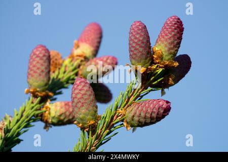 Picea abbraccia i coni femminili "Pusch" Foto Stock