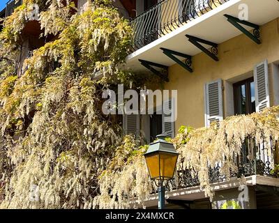 Annecy, alta Savoia, Francia: Dettagli di una gigantesca gliceria bianca che sale su un edificio della città vecchia Foto Stock