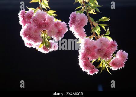 Primo piano di ciliegio giapponese nella prima primavera in un frutteto a Zagabria, Croazia Foto Stock
