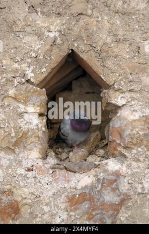 Una colomba si trova in un muro di pietra ad Assisi, Umbria, Italia Foto Stock