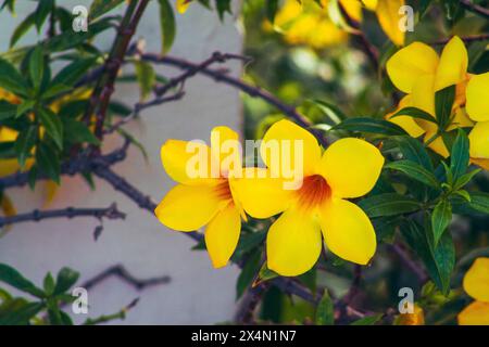 Fiore giallo di allamanda che fiorisce sull'albero nel giardino Foto Stock