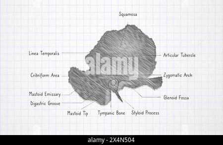 Disegno a mano di ossa temporali anatomiche umane sulla lavagna Foto Stock