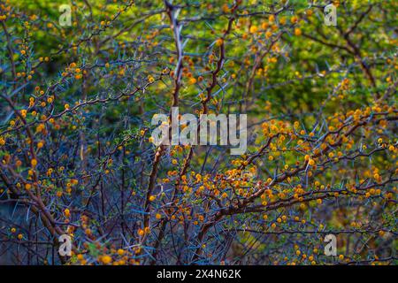 Fiori gialli di Acacia dealbata, Acacia dealbata. Foto Stock