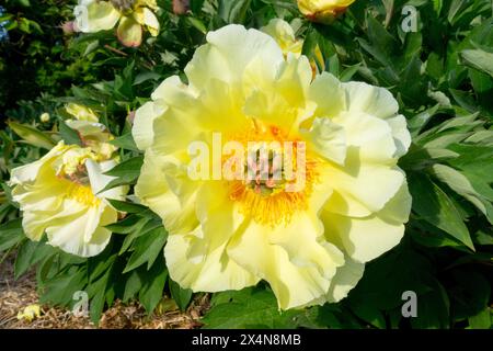 Teste di fiori Yellow Paeonia "Garden Treasure", intersezionale Itoh Peony Paeonia Hybrid Foto Stock