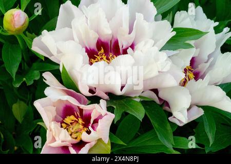 Teste di fiori ibride di Peonia Paeonia bianca "Cora Louise" Itoh Peony Peeonia Foto Stock