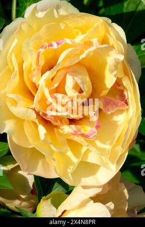 Fiore arancio Paeonia "Canary Brilliants" Intersezionale Itoh Peony Paeonia Head Foto Stock