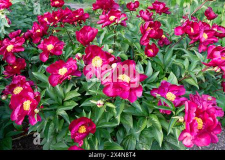 Red, Chinese Peony, Paeonia 'Lights Out' Garden, Paeonia lactiflora Peony Foto Stock