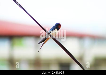 Fienile inghiottito su un cavo telefonico. Foto Stock