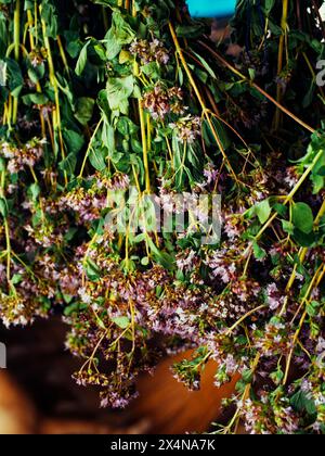 Appendere fasci di erbe miste con prominenti fiori viola, catturando una scena del tradizionale processo di essiccazione delle erbe. Foto Stock