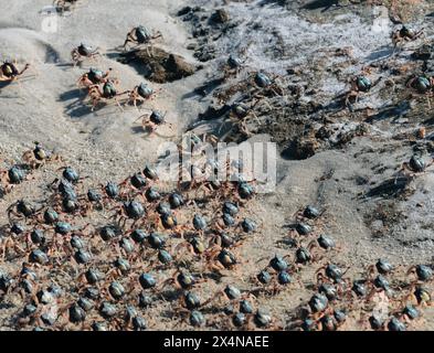 Granchi selvatici di soldato che scappano dal pericolo percepito con quattro sul retro, Whitehaven Beach, Whitsunday Islands, Australia. Foto Stock