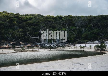 White driftwood tree sul sorprendente Whitehaven Beach con sabbia bianca nelle isole Whitsunday, North Queensland, Australia Foto Stock