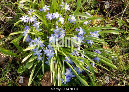 Scilla forbesii, nota come la gloria della neve di Forbes, è una pianta perenne bulbosa Foto Stock