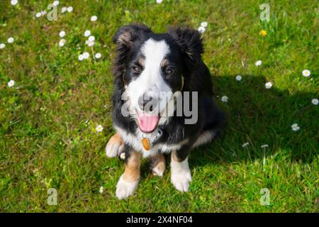 Il piccolo cucciolo di Border Collie sedeva sull'erba circondato da margherite e guardava il suo proprietario. Foto Stock