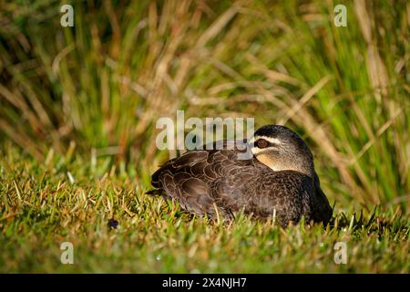 Pacific Black Duck - Anas superciliosa - dedicarmi duck, Indonesia, Nuova Guinea, Australia, Nuova Zelanda, e molte isole nel Pacifico sud-occidentale, C Foto Stock