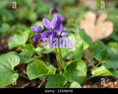 Immagine chiusa di Wood Violet Foto Stock