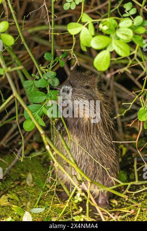 Kit nutria (Myocastor coypus) in piedi sulle zampe posteriori che mangiano foglie, Wilhelmsburg, Amburgo, Germania Foto Stock