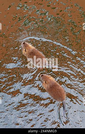 Due giovani Nutrias (Myocastor coypus) nuotano, Wilhelmsburg, Amburgo, Germania Foto Stock