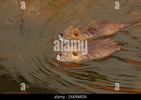 Due giovani Nutrias (Myocastor coypus) nuotano, Wilhelmsburg, Amburgo, Germania Foto Stock