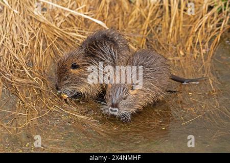 Due giovani Nutrias (Myocastor coypus), Wilhelmsburg, Amburgo, Germania Foto Stock