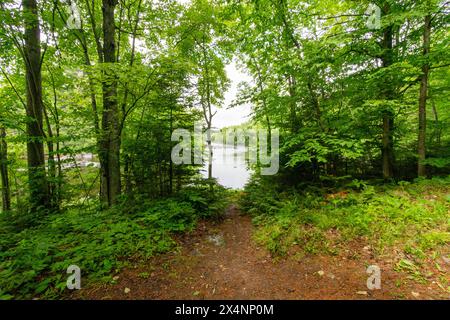 Sbirciando attraverso il Treeline fino al fiume roccioso in lontananza. Foto Stock