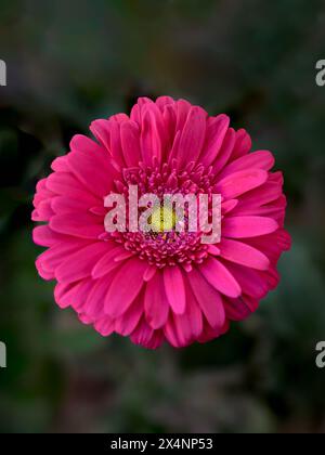 Macrofotografia di fiori vista dall'alto. Una margherita Gerbera rosa in piena fioritura con petali vivaci su sfondo scuro sfocato Foto Stock