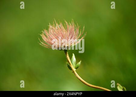 Semi di avens alpini (Geum montanum) nelle montagne di Hochalpenstrasse, Pinzgau, Salisburgo, Austria Foto Stock