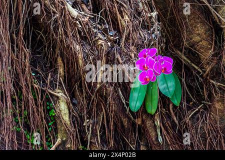 Phalaenopsis (orchidea farfalla) cresce sulle radici aeree di un enorme albero banyan a Taipei, Taiwan. Foto Stock