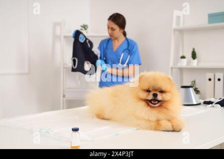 Cane della Pomerania dopo la sterilizzazione disteso sul tavolo in clinica, primo piano Foto Stock