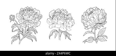 Set di disegni grafici Peony isolati dal vettore. Illustrazione Vettoriale