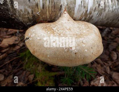 Fomitopsis betulina che cresce su un albero di betulla caduto, Quebec, Canada Foto Stock