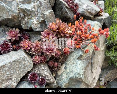 Giardino di roccia con piante succulente nel giardino Foto Stock