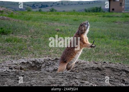 Cane prateria che suona fuori dal suo buco. Questo è stato fotografato nelle Badlands del South Dakota nel Badlands National Park. Foto Stock