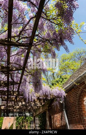 Le glicine di lavanda pendono da un traliccio alla biglietteria del Central Park Zoo, 2024, New York City, Stati Uniti Foto Stock