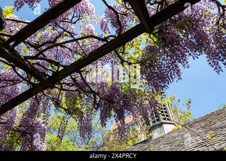 Le glicine di lavanda pendono da un traliccio alla biglietteria del Central Park Zoo, 2024, New York City, Stati Uniti Foto Stock