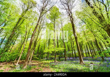 Vertici convergenti che guardano a vivaci faggi con un fresco fogliame primaverile nei boschi di bluebell a Micheldever, vicino a Winchester, Hampshire, Inghilterra Foto Stock